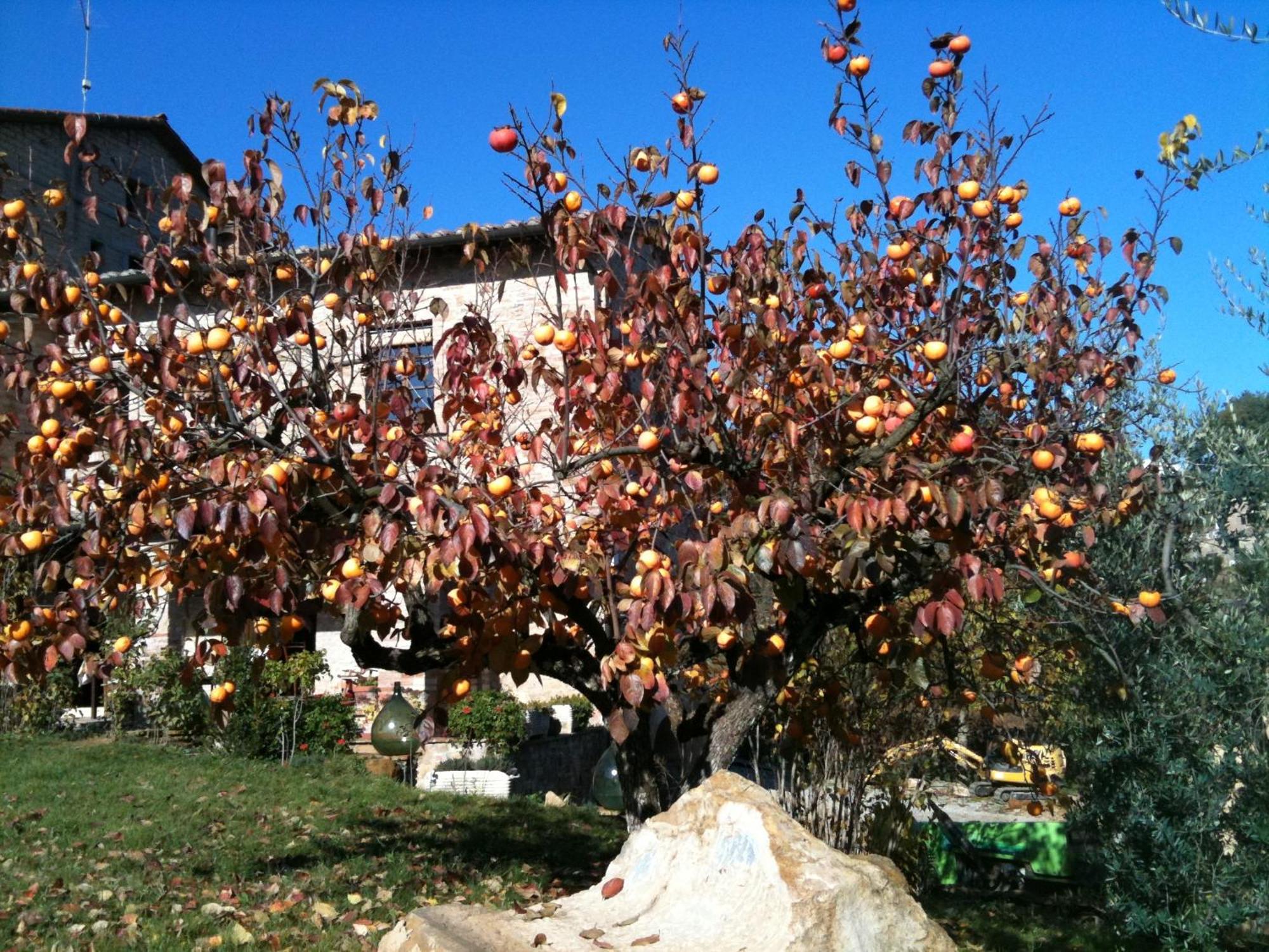 Landhaus Podere Fontecastello